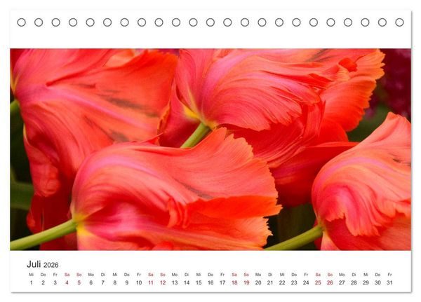 Produktbild: Zauberhafte Tulpen (Tischkalender 2026 DIN A5 quer), CALVENDO Monatskalender