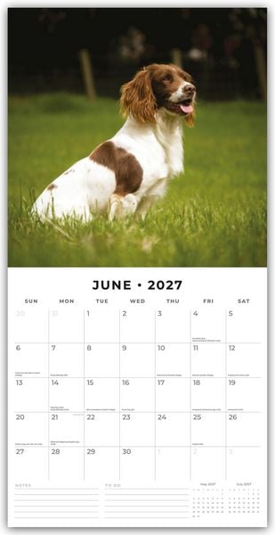 Produktbild: English Springer Spaniels &ndash; Englisch Springer Spaniels 2027 &ndash; 16-Monatskalender