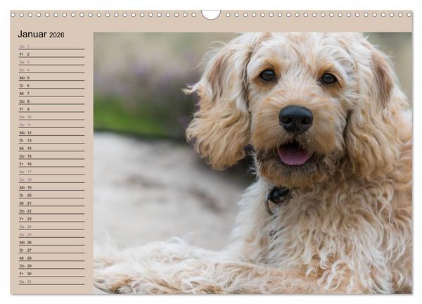 Produktbild: Ein Labradoodle-Welpe in der Heide (Wandkalender 2026 DIN A3 quer), CALVENDO Monatskalender