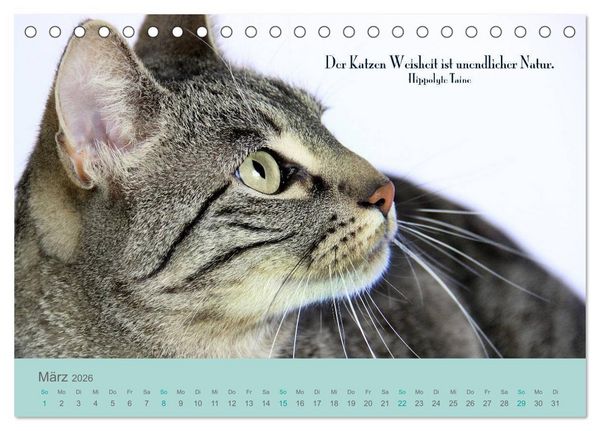 Produktbild: Katzenzitate 2026 (Tischkalender 2026 DIN A5 quer), CALVENDO Monatskalender