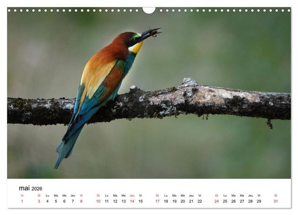 Produktbild: Oiseaux de nos villages en G&acirc;tinais (Calendrier mural 2026 DIN A3 vertical), CALVENDO calendrier mensuel