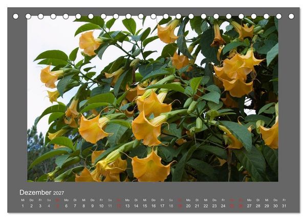 Produktbild: Madeiras Blumenwelt (Tischkalender 2027 DIN A5 quer), CALVENDO Monatskalender
