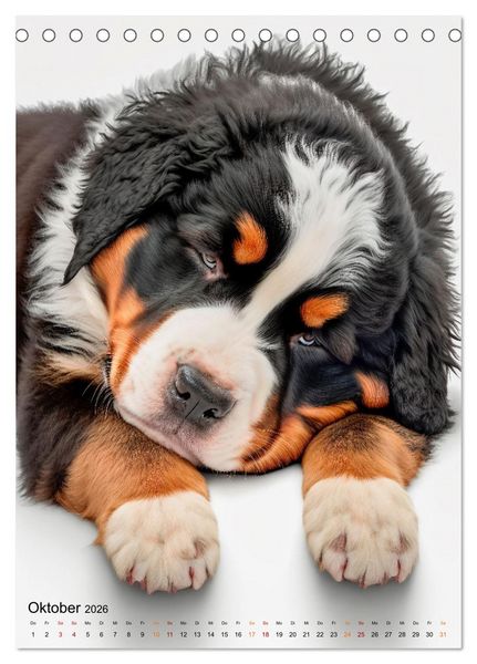 Produktbild: Berner Sennenhund - gutm&uuml;tig und treu (Tischkalender 2026 DIN A5 hoch), CALVENDO Monatskalender