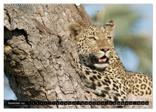 Produktbild: Die Lautlosen. Geparden und Leoparden (hochwertiger Premium Wandkalender 2026 DIN A2 quer), Kunstdruck in Hochglanz