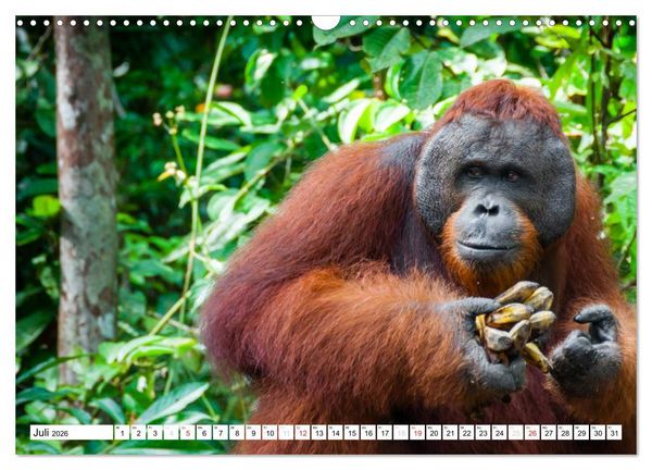 Produktbild: Orang Utans von Borneo Tierkalender 2026 (Wandkalender 2026 DIN A3 quer), CALVENDO Monatskalender