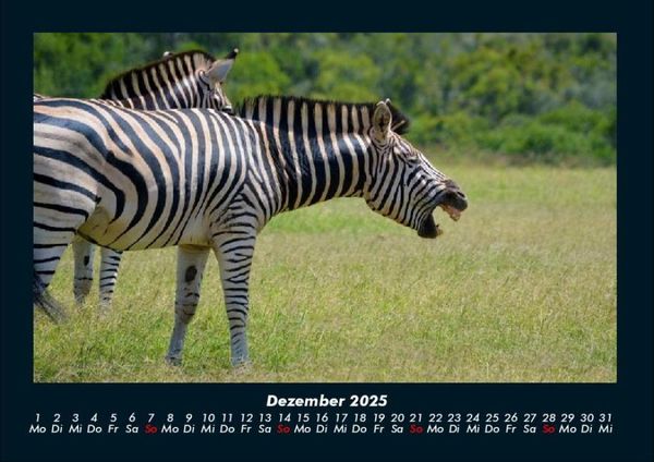 Produktbild: Tierkalender 2025 Fotokalender DIN A4
