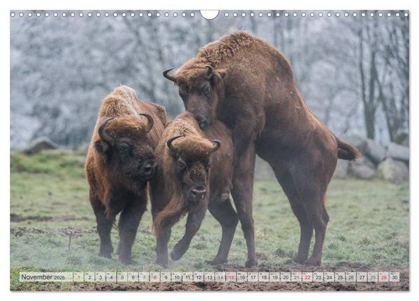 Produktbild: Emotionale Momente: Der Wisent. (Wandkalender 2026 DIN A3 quer), CALVENDO Monatskalender