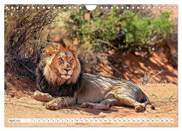 Produktbild: Afrikas Tierwelt - L&ouml;wen (Wandkalender 2027 DIN A4 quer), CALVENDO Monatskalender