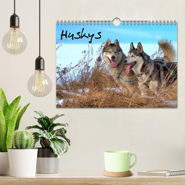 Produktbild: Huskys (Wandkalender 2026 DIN A4 quer), CALVENDO Monatskalender