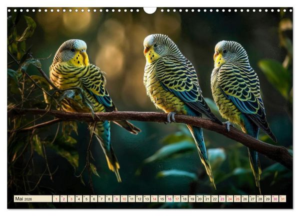 Produktbild: Wellensittiche farbenfroh und munter (Wandkalender 2026 DIN A3 quer), CALVENDO Monatskalender