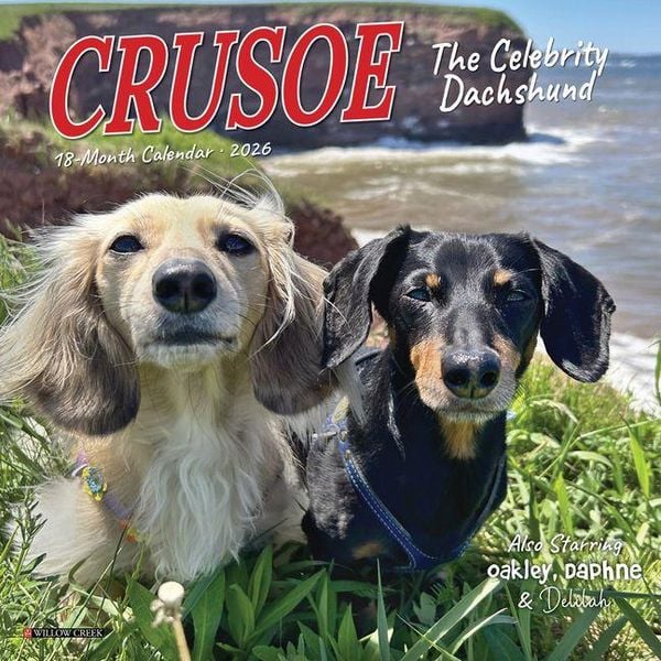 Produktbild: Crusoe the Celebrity Dachshund 2026 Mini Wall Calendar