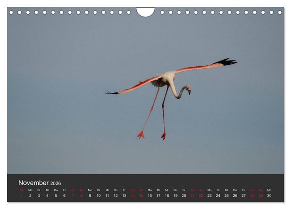 Produktbild: Pretty Flamingo (Wandkalender 2026 DIN A4 quer), CALVENDO Monatskalender