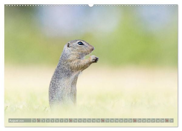 Produktbild: Liebenswerte Ziesel - vom Aussterben bedrohte Nagetiere (Wandkalender 2026 DIN A2 quer), CALVENDO Monatskalender