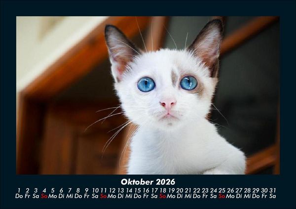 Produktbild: F&uuml;r Katzenfreunde 2026 Fotokalender DIN A5