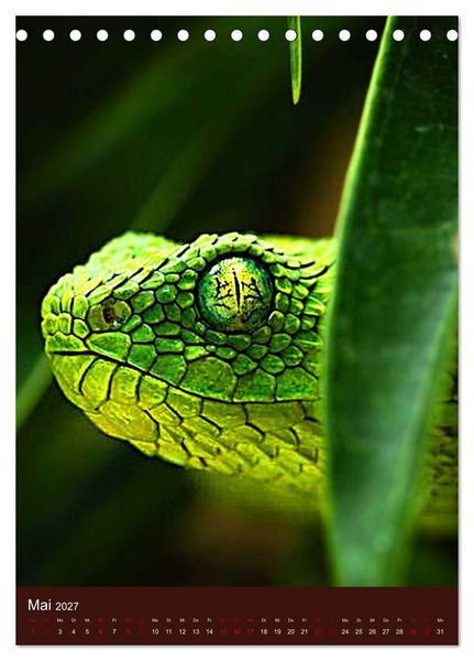 Produktbild: The Power Of Snake (Tischkalender 2027 DIN A5 hoch), CALVENDO Monatskalender