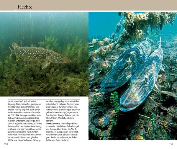 Produktbild: Welcher Fisch ist das?