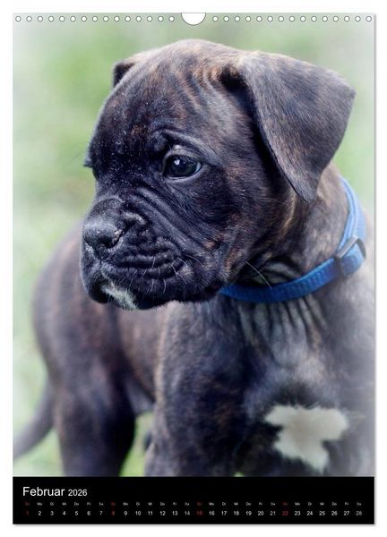 Produktbild: Deutsche Boxer Babys... (Wandkalender 2026 DIN A3 hoch), CALVENDO Monatskalender