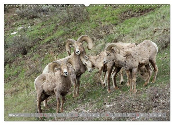 Produktbild: B&auml;r, Wolf und Co - Tiere Nordamerikas (Wandkalender 2026 DIN A2 quer), CALVENDO Monatskalender