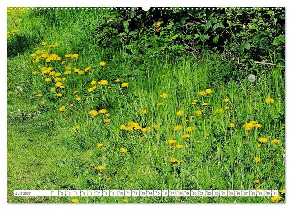 Produktbild: Gute Laune - L&ouml;wenzahn (Wandkalender 2027 DIN A2 quer), CALVENDO Monatskalender