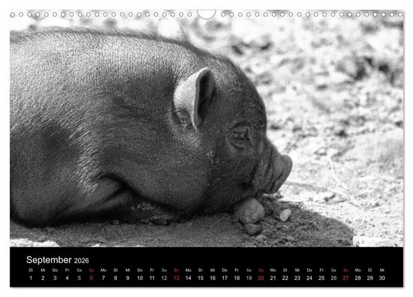 Produktbild: Das Leben der Schweine (Wandkalender 2026 DIN A3 quer), CALVENDO Monatskalender