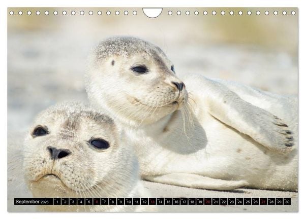 Produktbild: Robben an der Nordsee (Wandkalender 2026 DIN A4 quer), CALVENDO Monatskalender