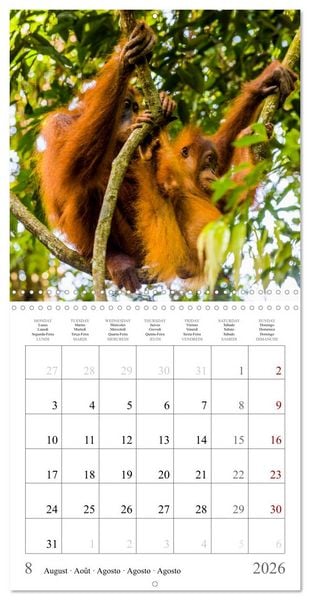 Produktbild: Orangutans in the jungle of Sumatra (Wall Calendar 2026 12 &times; 12 Inch) CALVENDO 12 Month Wall Calendar