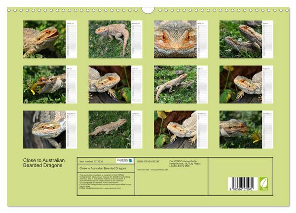Produktbild: Close to Australian Bearded Dragons (Wall Calendar 2026 DIN A3 landscape), CALVENDO 12 Month Wall Calendar