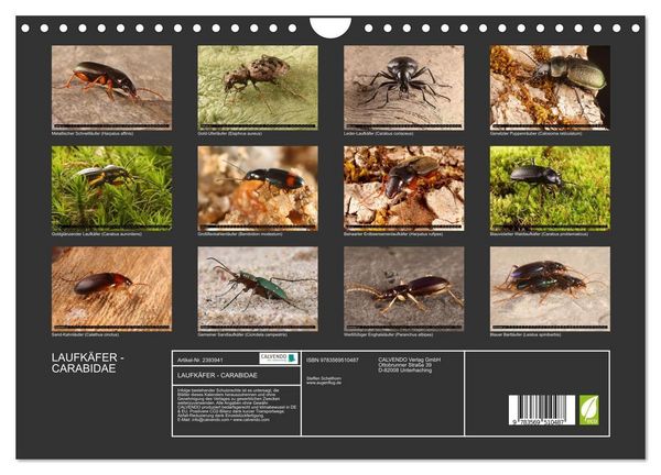 Produktbild: LAUFK&Auml;FER - CARABIDAE (Wandkalender 2027 DIN A4 quer), CALVENDO Monatskalender