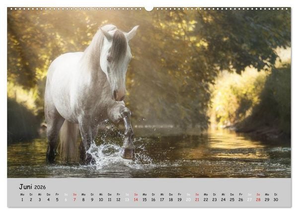 Produktbild: Pferde - Anmut und St&auml;rke gepaart mit Magie (Wandkalender 2026 DIN A2 quer), CALVENDO Monatskalender