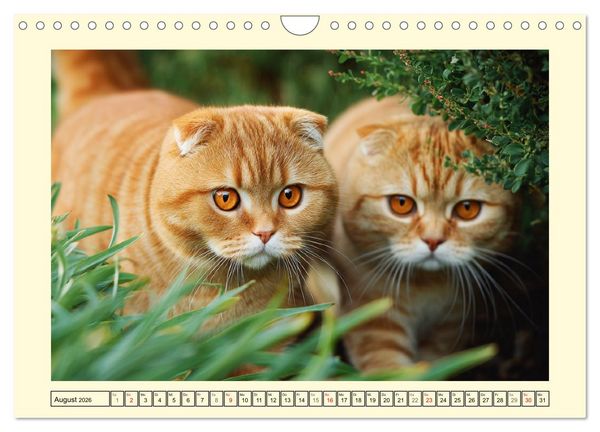 Produktbild: Scottish Fold. Zauberhafte Faltohrkatzen im Garten (Wandkalender 2026 DIN A4 quer), CALVENDO Monatskalender