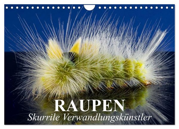 Produktbild: Raupen - Skurrile Verwandlungsk&uuml;nstler (Wandkalender 2026 DIN A4 quer), CALVENDO Monatskalender