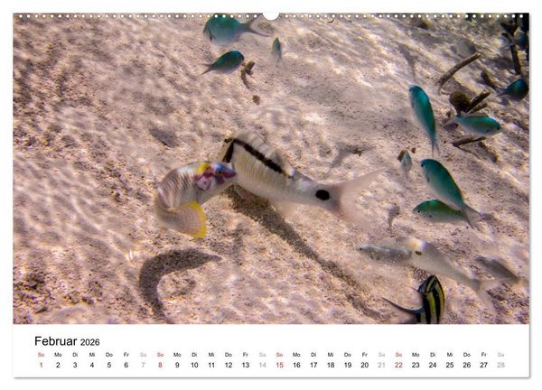 Produktbild: Unterwasserwelt der Malediven III (hochwertiger Premium Wandkalender 2026 DIN A2 quer), Kunstdruck in Hochglanz