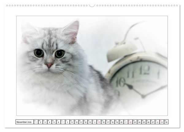 Produktbild: Katzen &ndash; Treue Begleiter (CH - Version) (hochwertiger Premium Wandkalender 2026 DIN A2 quer), Kunstdruck in Hochglanz