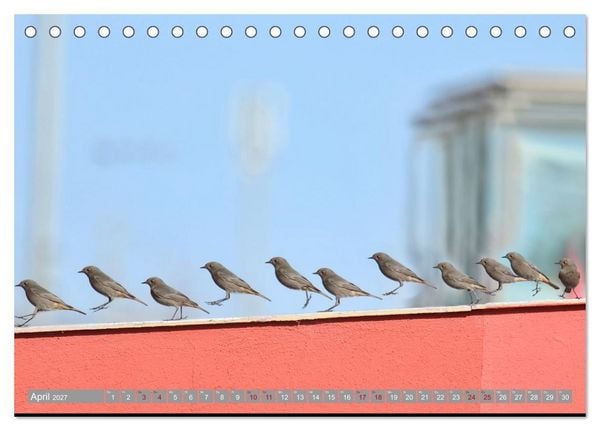 Produktbild: V&ouml;gel im Fluge - Ocells en vol (Tischkalender 2027 DIN A5 quer), CALVENDO Monatskalender