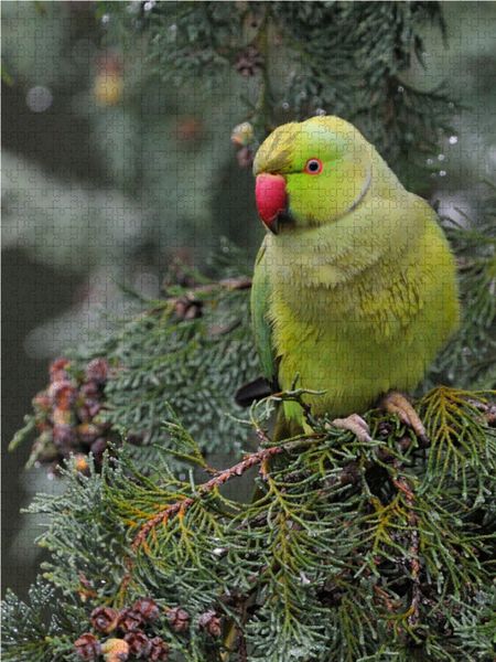 Produktbild: CALVENDO Puzzle Halsbandsittich 2000 Teile Lege-Gr&ouml;&szlig;e 67 x 90 cm Foto-Puzzle Bild von Dieter-M. Wilczek