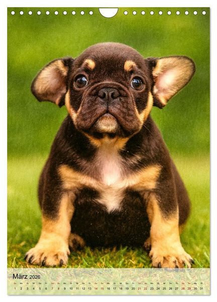Produktbild: Frenchies Love &ndash; Kleine Schnuten ganz gro&szlig; - Franz&ouml;sische Bulldoggen Welpen unwiderstehlich s&uuml;&szlig; (Wandkalender 2026 DIN A4 hoch), CALVENDO Monatskalender