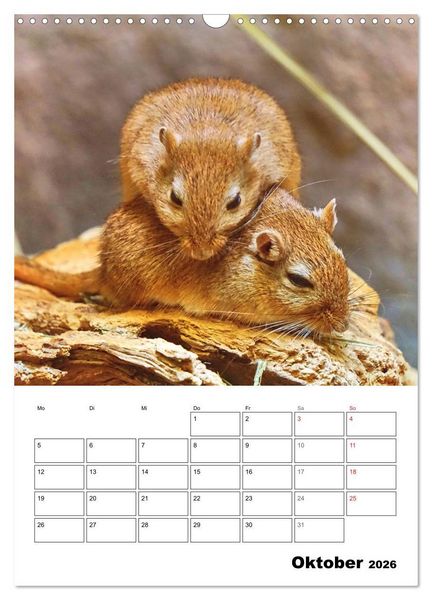 Produktbild: Mongolische Rennm&auml;use (Wandkalender 2026 DIN A3 hoch), CALVENDO Monatskalender