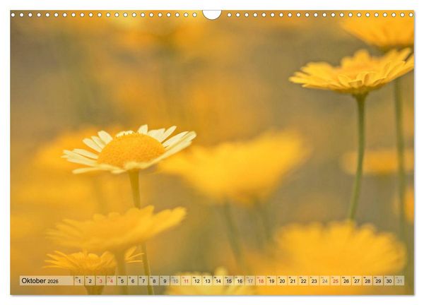 Produktbild: Farbenfroher Bl&uuml;tentraum (Wandkalender 2026 DIN A3 quer), CALVENDO Monatskalender