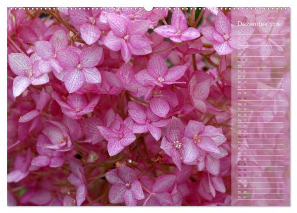 Produktbild: Hortensien / Geburtstagskalender (hochwertiger Premium Wandkalender 2026 DIN A2 quer), Kunstdruck in Hochglanz