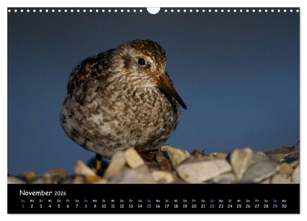 Produktbild: Spitzbergen (Wandkalender 2026 DIN A3 quer), CALVENDO Monatskalender