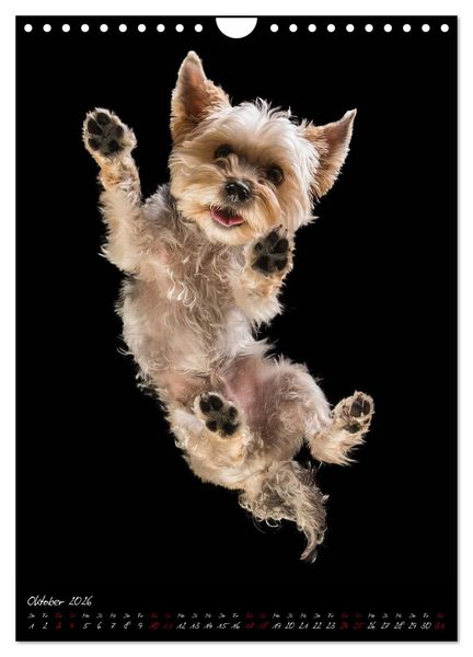 Produktbild: Hunde-Augen-Blicke (Wandkalender 2026 DIN A4 hoch), CALVENDO Monatskalender