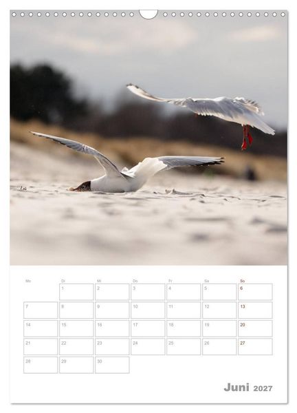 Produktbild: M&ouml;wen - die V&ouml;gel der K&uuml;ste (Wandkalender 2027 DIN A3 hoch), CALVENDO Monatskalender