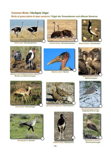 Produktbild: ETOSHA KARTE mit Fotogalerie