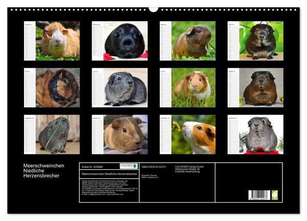 Produktbild: Meerschweinchen Niedliche Herzensbrecher (Wandkalender 2026 DIN A2 quer), CALVENDO Monatskalender