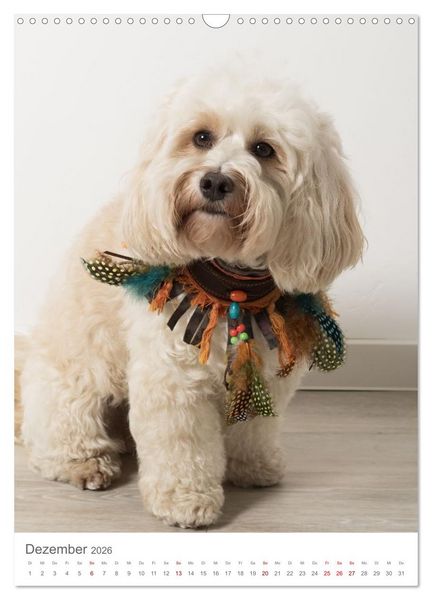 Produktbild: Maltipoo - Malteser - Pudel 2026 (Wandkalender 2026 DIN A3 hoch), CALVENDO Monatskalender