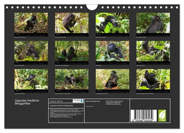 Produktbild: Ugandas friedliche Berggorillas (Wandkalender 2027 DIN A4 quer), CALVENDO Monatskalender