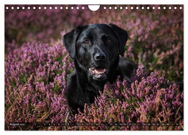 Produktbild: Labrador Retriever - Jagdhund mit Charme (Wandkalender 2026 DIN A4 quer), CALVENDO Monatskalender