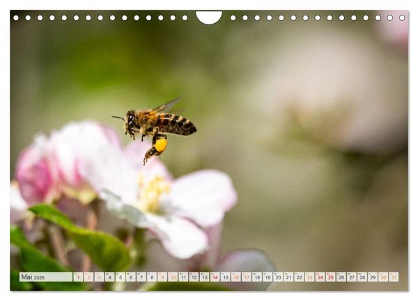 Produktbild: Bienen und Hummeln in Aktion (Wandkalender 2026 DIN A4 quer), CALVENDO Monatskalender