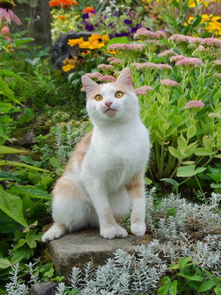 Produktbild: CALVENDO Puzzle Aufmerksame Katze im Garten | 1000 Teile Lege-Gr&ouml;&szlig;e 64x48cm Foto-Puzzle f&uuml;r gl&uuml;ckliche Stunden