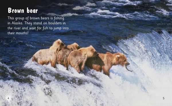 Produktbild: Bear Spotting